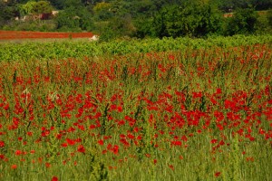 Poppies copy