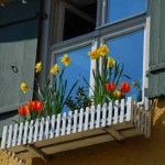 FlowersWindow copy