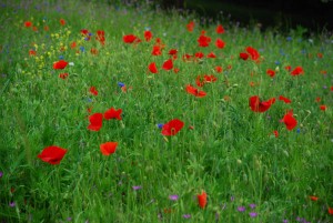 Poppies3