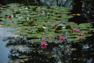 WaterLillies2 copy