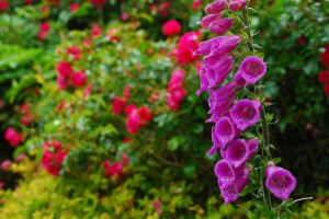 FlowerGarden copy