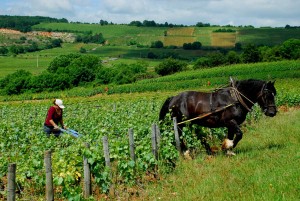TendingVinesWithHorse