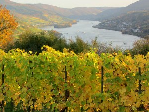Brilliant colors above the Rhein at Bacharach