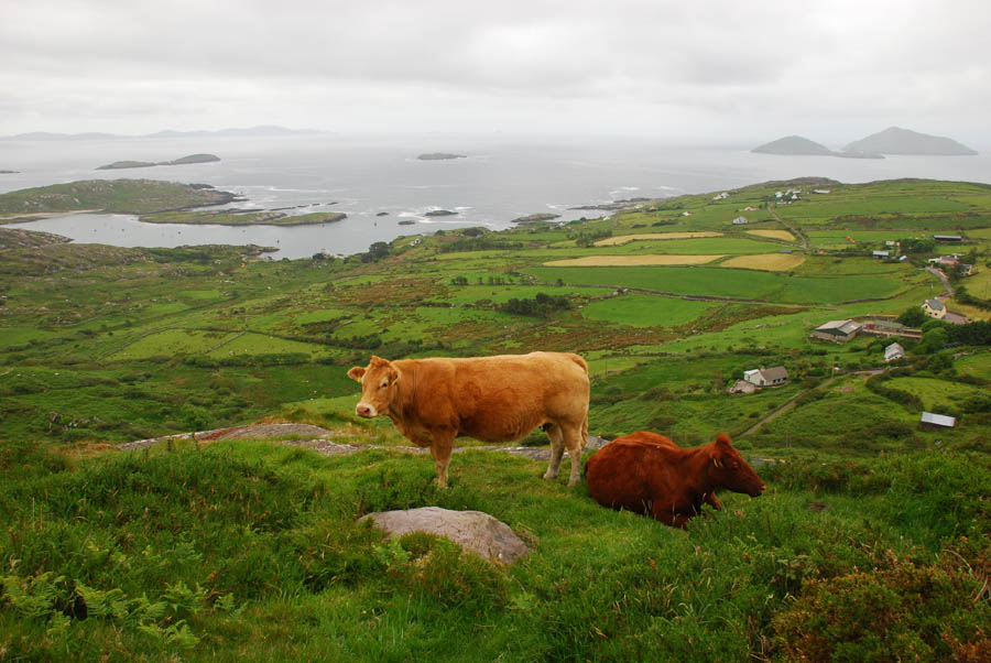 Ireland in August European Focus